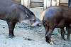 ueno_zoo_5883_mini.jpg