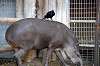 ueno_zoo_5884_mini.jpg