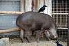 ueno_zoo_5885_mini.jpg