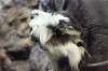 ueno_zoo_5889_mini.jpg
