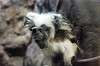 ueno_zoo_5891_mini.jpg
