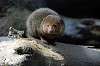 ueno_zoo_5893_mini.jpg
