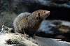 ueno_zoo_5894_mini.jpg