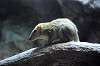 ueno_zoo_5895_mini.jpg