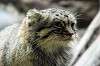 ueno_zoo_5899_mini.jpg