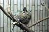 ueno_zoo_5903_mini.jpg