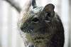 ueno_zoo_5904_mini.jpg