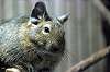 ueno_zoo_5906_mini.jpg