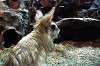 ueno_zoo_5911_mini.jpg