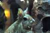 ueno_zoo_5912_mini.jpg