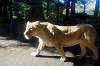 ueno_zoo_5916_mini.jpg