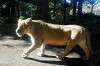 ueno_zoo_5917_mini.jpg