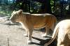ueno_zoo_5919_mini.jpg