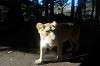 ueno_zoo_5921_mini.jpg