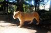 ueno_zoo_5922_mini.jpg