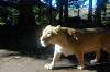 ueno_zoo_5925_mini.jpg