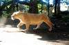 ueno_zoo_5926_mini.jpg
