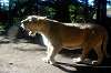 ueno_zoo_5929_mini.jpg