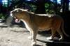 ueno_zoo_5930_mini.jpg