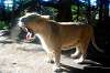 ueno_zoo_5931_mini.jpg