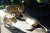 ueno_zoo_5934_mini.jpg