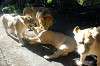 ueno_zoo_5936_mini.jpg