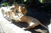 ueno_zoo_5937_mini.jpg