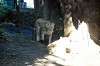 ueno_zoo_5938_mini.jpg