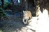 ueno_zoo_5939_mini.jpg