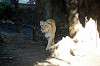 ueno_zoo_5941_mini.jpg