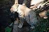 ueno_zoo_5943_mini.jpg