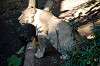 ueno_zoo_5944_mini.jpg