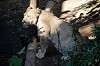 ueno_zoo_5945_mini.jpg