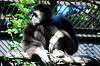ueno_zoo_5947_mini.jpg