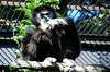 ueno_zoo_5949_mini.jpg