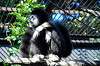 ueno_zoo_5951_mini.jpg
