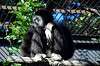 ueno_zoo_5952_mini.jpg