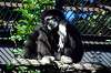 ueno_zoo_5953_mini.jpg