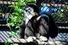 ueno_zoo_5954_mini.jpg
