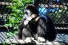 ueno_zoo_5955_mini.jpg