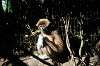 ueno_zoo_5962_mini.jpg