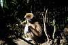 ueno_zoo_5966_mini.jpg