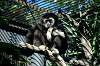 ueno_zoo_5967_mini.jpg