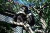 ueno_zoo_5968_mini.jpg