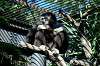 ueno_zoo_5970_mini.jpg