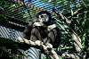 ueno_zoo_5971_mini.jpg