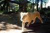 ueno_zoo_5972_mini.jpg