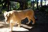 ueno_zoo_5974_mini.jpg