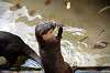 ueno_zoo_5975_mini.jpg