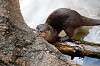 ueno_zoo_5977_mini.jpg